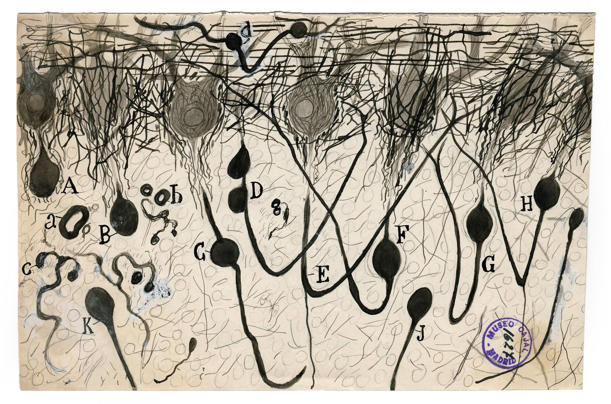 Drawing of nerve cells in the brain by Santiago Ramon y Cajal, ca. 1900